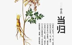 Nourishing the Heart: Angelica Sinensis (Dang Gui)