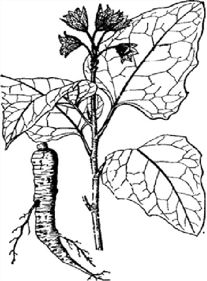 Understanding a Chinese Herbal Medicine Each Day: Ginseng