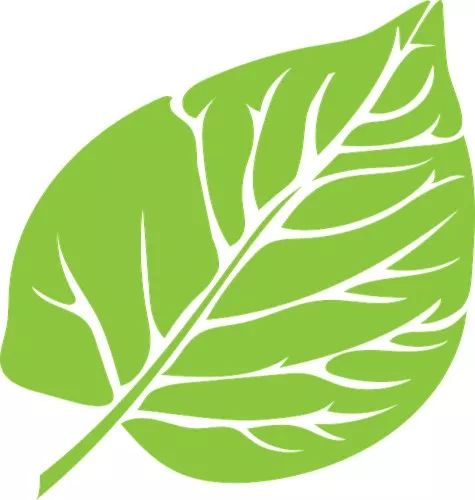 Honeysuckle: A Comprehensive Overview