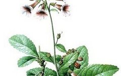 Herbal Medicine | Shudi (Rehmannia Glutinosa)