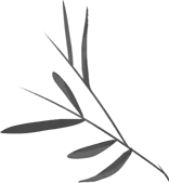 Insufficient Qi and Blood: The Key Role of Dang Shen in Nourishing Qi and Blood