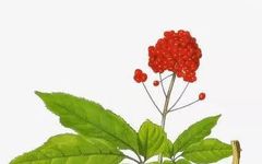 The Powerful Benefits of Ginseng: Unfortunately, 99% of People Consume It Incorrectly!