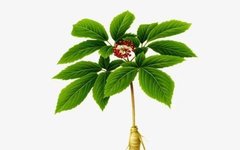 The Medical Benefits of Ginseng You Need to Know!