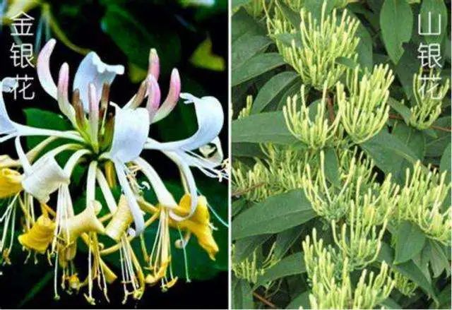 The Efficacy and Functions of Honeysuckle in Traditional Chinese Medicine