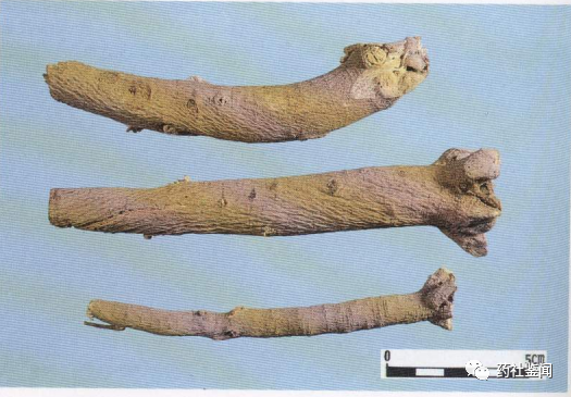 Traditional Chinese Medicine - Huangqi (Astragalus Root)