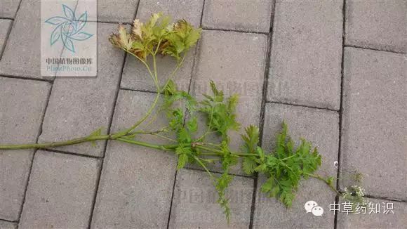 Chuanxiong (Ligusticum chuanxiong) - A Comprehensive Overview