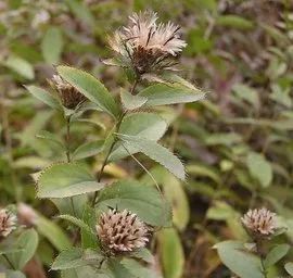 Aromatic Chinese Medicinal Herbs