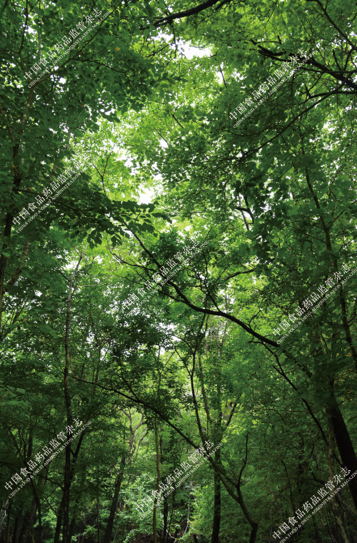 Exploring the Essence of Traditional Chinese Medicine: Ginseng
