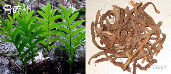 Secret Recipe for Treating Colitis by Renowned Physician Tang Chengzu: Fu Zheng Qu Xie Decoction