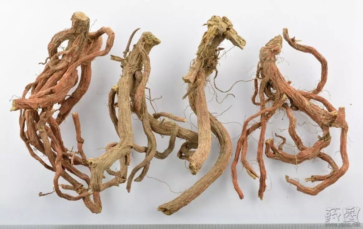 Learn About Danshen: A Key Chinese Herb