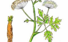 Angelica Sinensis | The Sacred Herb of Blood Restoration