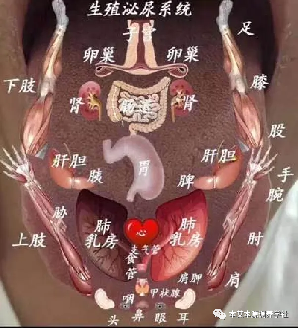 Tongue Diagnosis Series 3: Precise Differentiation of Tongue Coating, Quality, and Shape