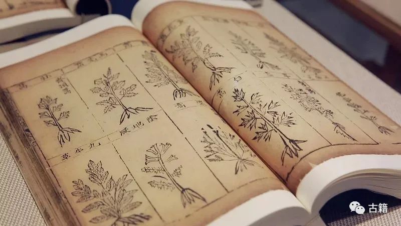 An Overview of the Ming and Qing Editions of the Compendium of Materia Medica