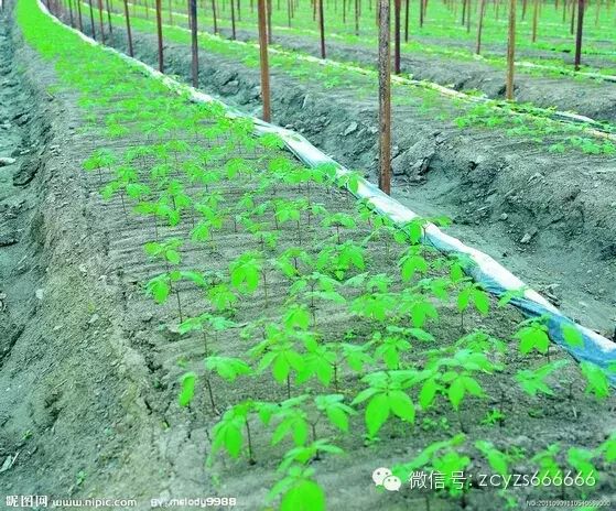 Traditional Chinese Medicine: Ginseng