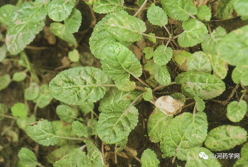 Traditional Chinese Medicine: Dan Shen (Salvia miltiorrhiza)
