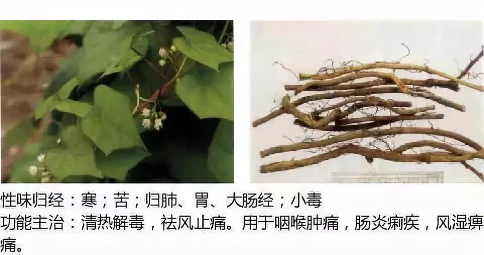 Illustrated Guide to Over 500 Chinese Medicinal Herbs (Including Therapeutic Effects)