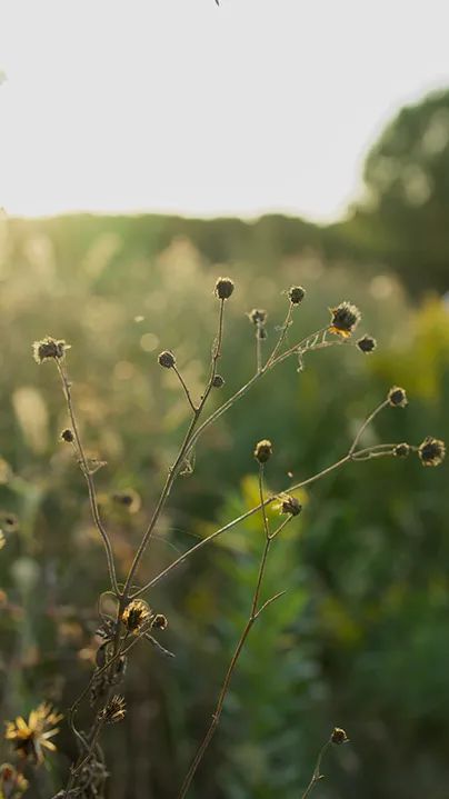 Understanding Angelica Sinensis: Its Processing and Applications