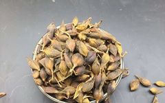 The Efficacy and Functions of Lian Qiao (Forsythia Suspensa)