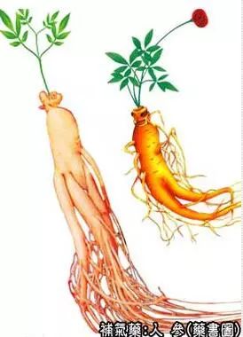 Traditional Chinese Medicine: Ginseng
