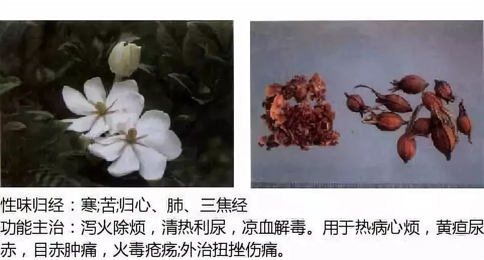 Illustrated Guide to Over 500 Chinese Medicinal Herbs (Including Therapeutic Effects)