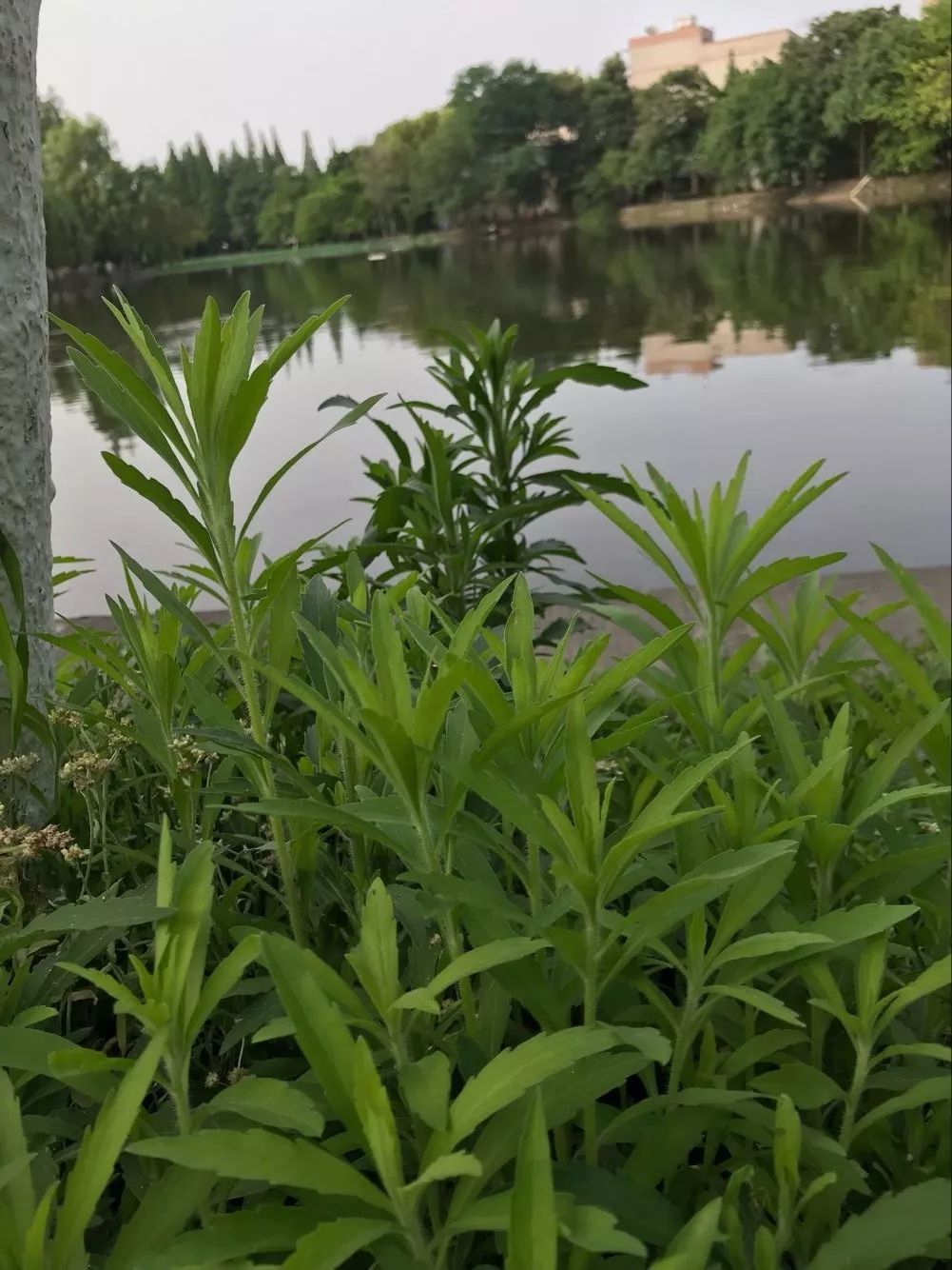 Folk Herbs: Small Flying Sedge