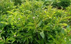 Identification of the Chinese Medicinal Herb Bai Shao (White Peony)