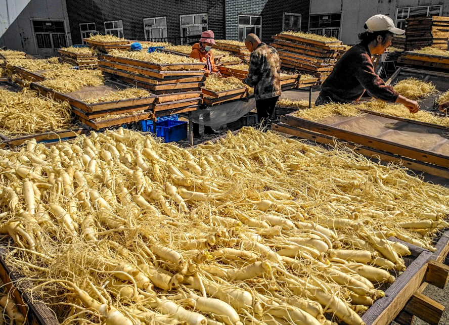 Young People Embrace Changbai Mountain Ginseng!