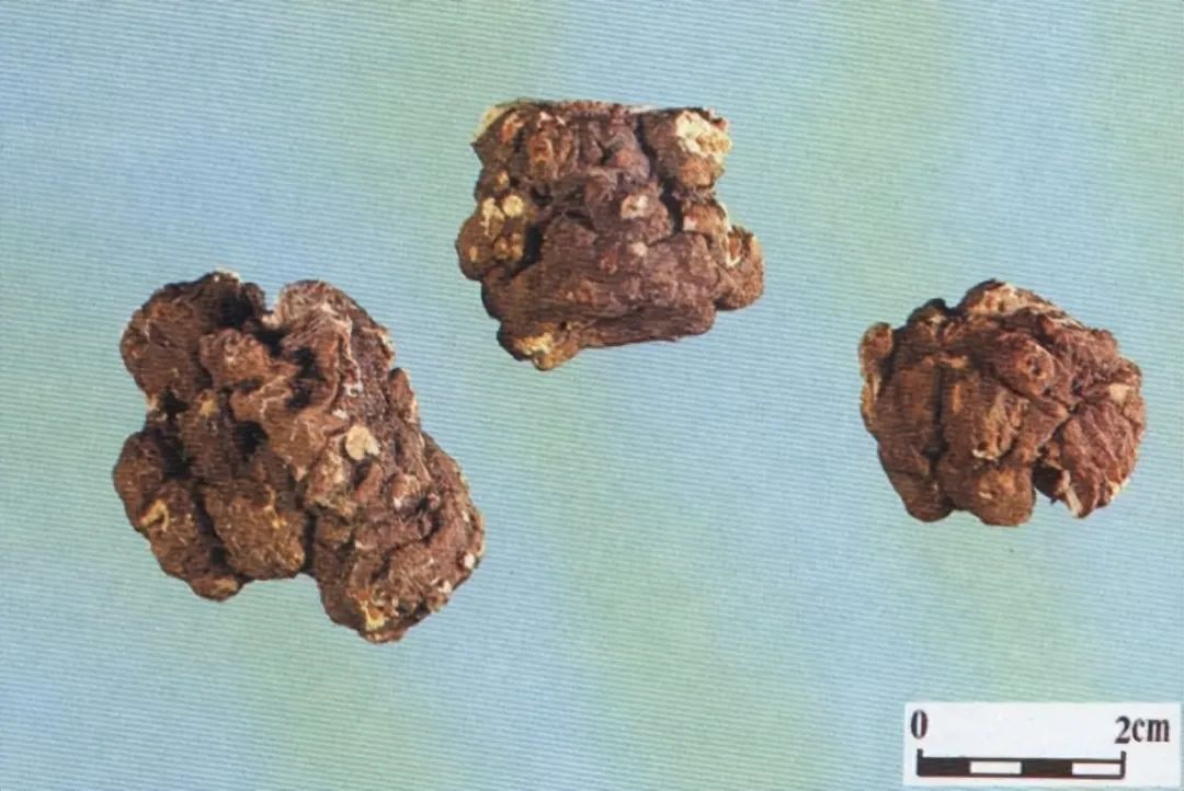 Identification of the Chinese Herbal Medicine Chuanxiong