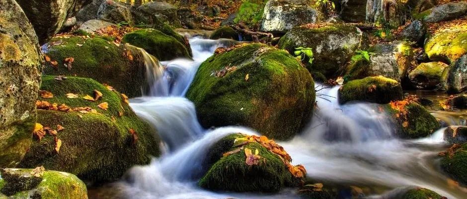 Experiences with the Application of Fuzi (Aconite): Simple and Practical Insights