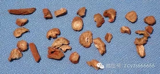 Traditional Chinese Medicine Herb: Dan Shen (Salvia miltiorrhiza)