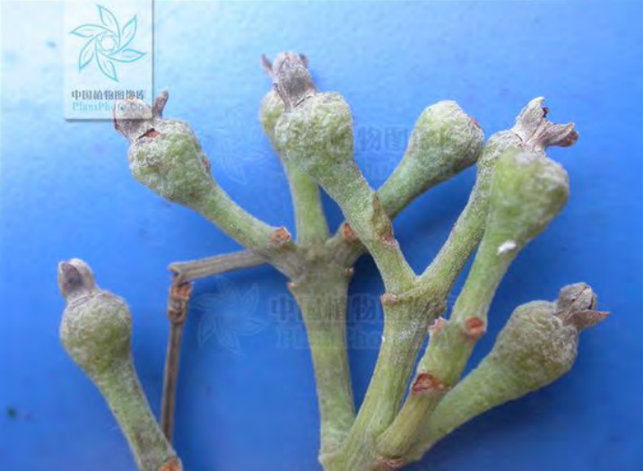 Traditional Chinese Medicine Herb: Cinnamon