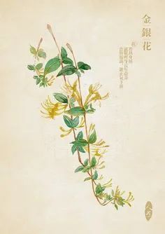 Understanding Jin Yin Hua (Honeysuckle) in Traditional Chinese Medicine
