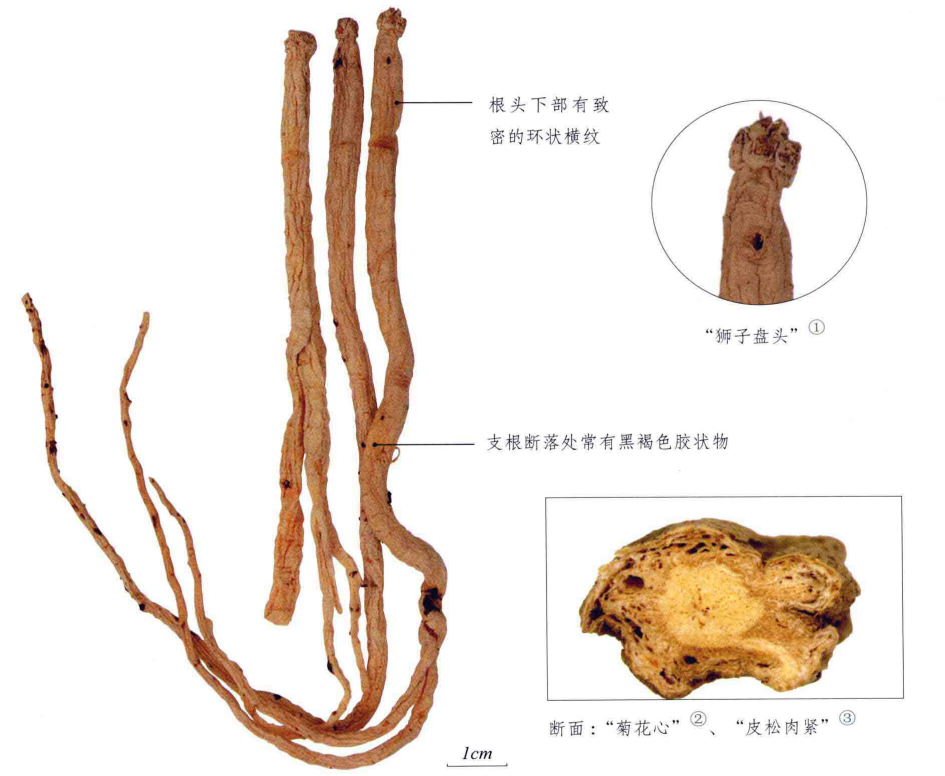 Introduction to Dang Shen (Codonopsis pilosula)