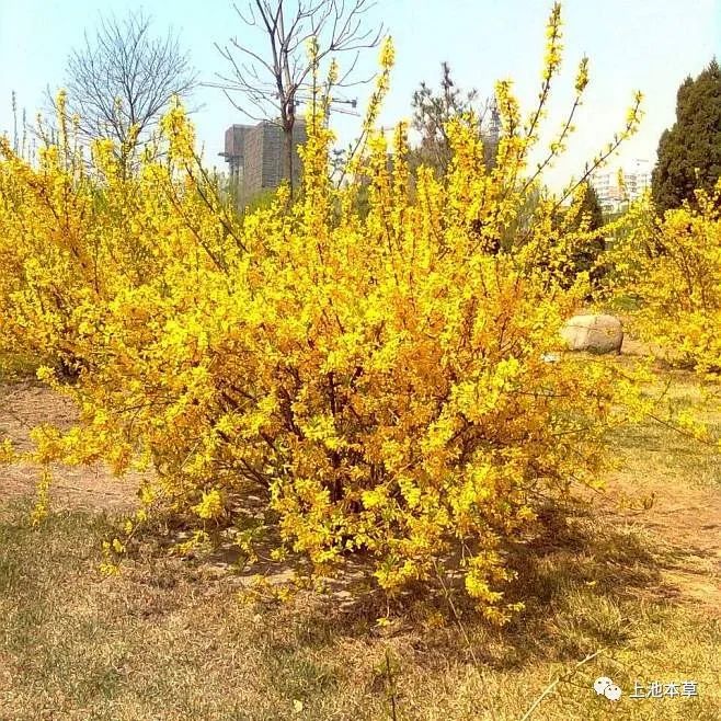 Knowledge of Chinese Herbal Medicine: Lian Qiao (Forsythia)