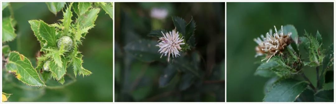 A Comprehensive Guide to Atractylodes (Cang Zhu)