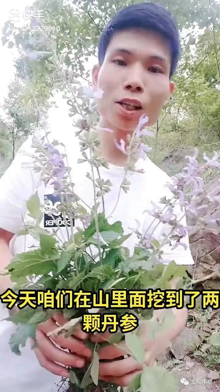 Dan Shen: A Valuable Herb for Heart Disease, Thrombosis Prevention, and Trauma Recovery
