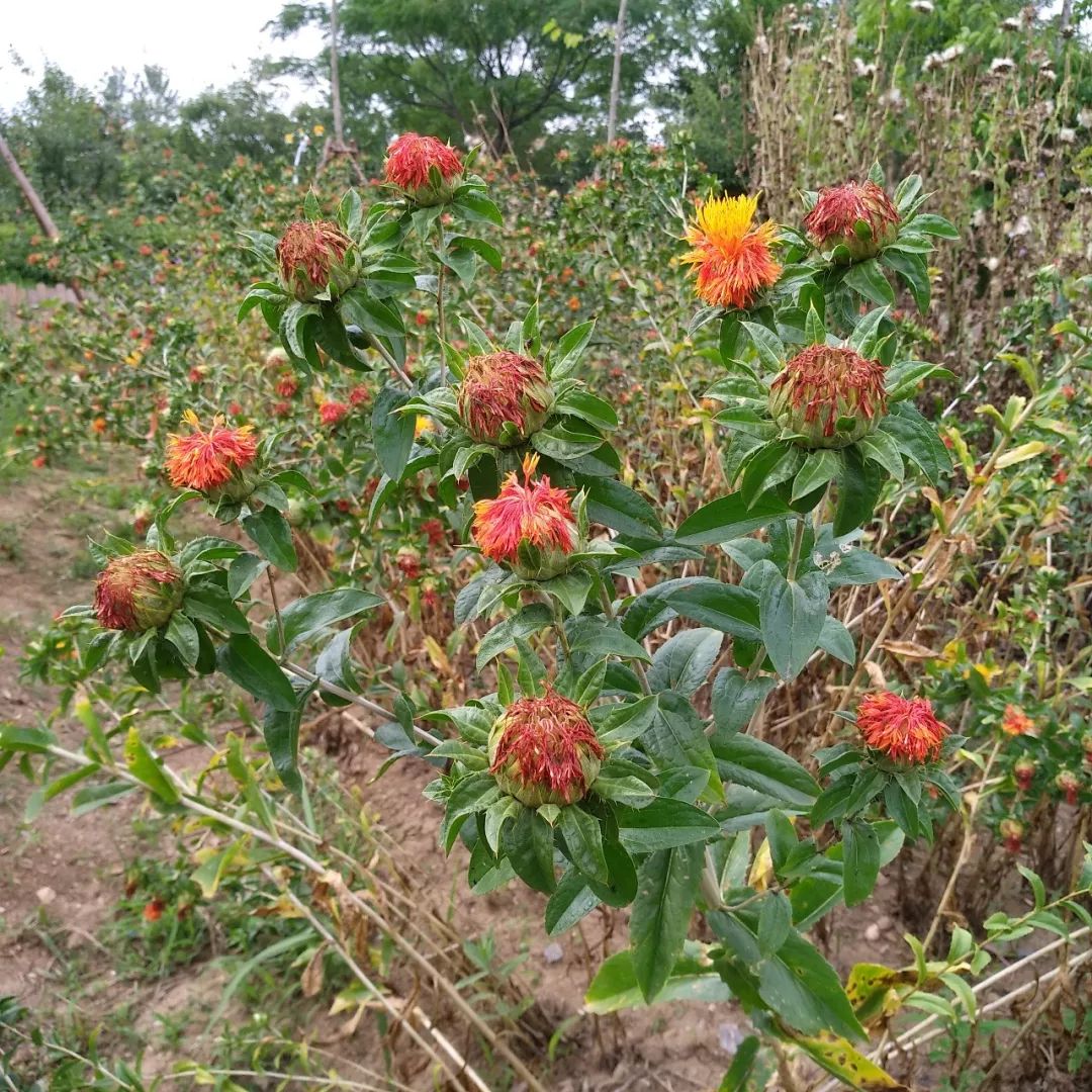 Safflower: A Healthy Nutritional Oil