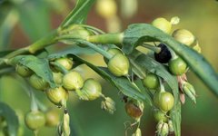 The Dual Role of Coix Seed in Medicine and Food