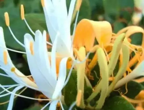 What Are the Benefits of Drinking Honeysuckle Tea? Key Points to Know to Avoid Misuse