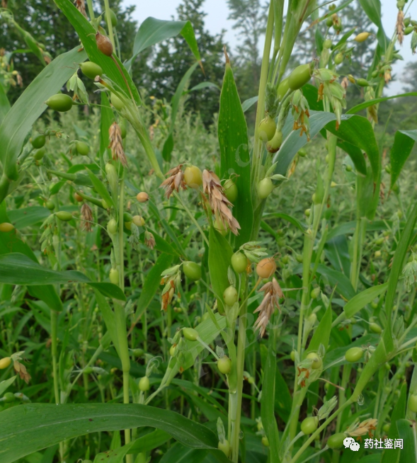 Coix Seed (Yiyiren) - A Comprehensive Overview