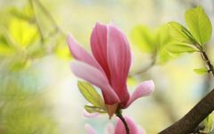 10 Gua Sha Techniques to Relieve Discomfort and Improve Spring Yang Fire Using a Spoon
