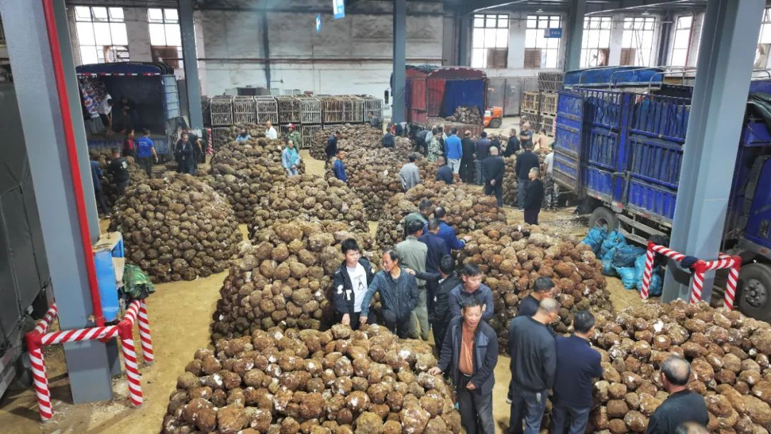 A Remarkable Remedy: Jingzhou Poria