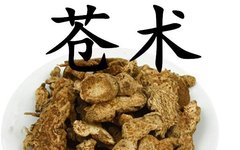 The Efficacy and Functions of Cang Zhu (Atractylodes Lancea)