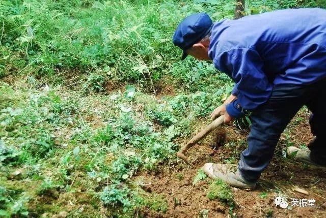 A Detailed Discussion on Huang Lian (Coptis chinensis)