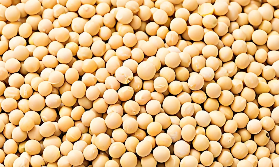 Nourishing with Grains: The Importance of Beans in Spring