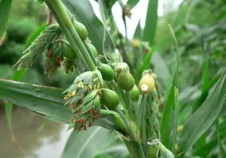The Wonderful Uses of Coix Seed (Yi Yi Ren) in Food and Medicine