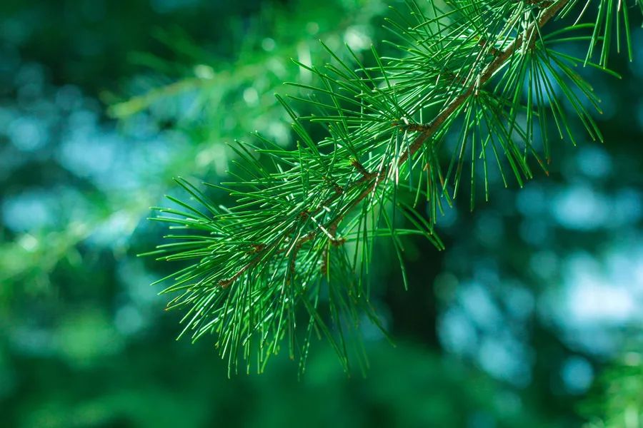 Spring Health Preservation According to the Huangdi Neijing: Elevate Yang, Soothe the Liver, and Strengthen the Spleen