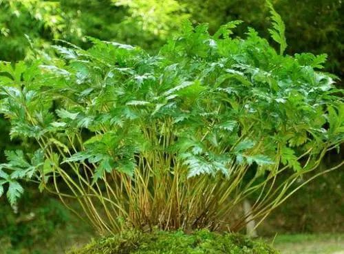 Weekly Study of Traditional Chinese Medicine: Huang Lian (Coptis)