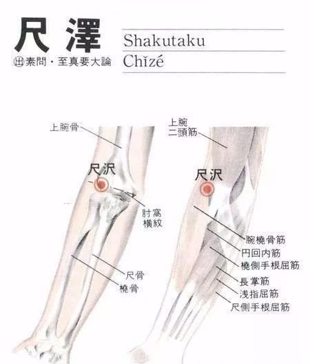 50 Common Acupuncture Points for Treating Various Ailments