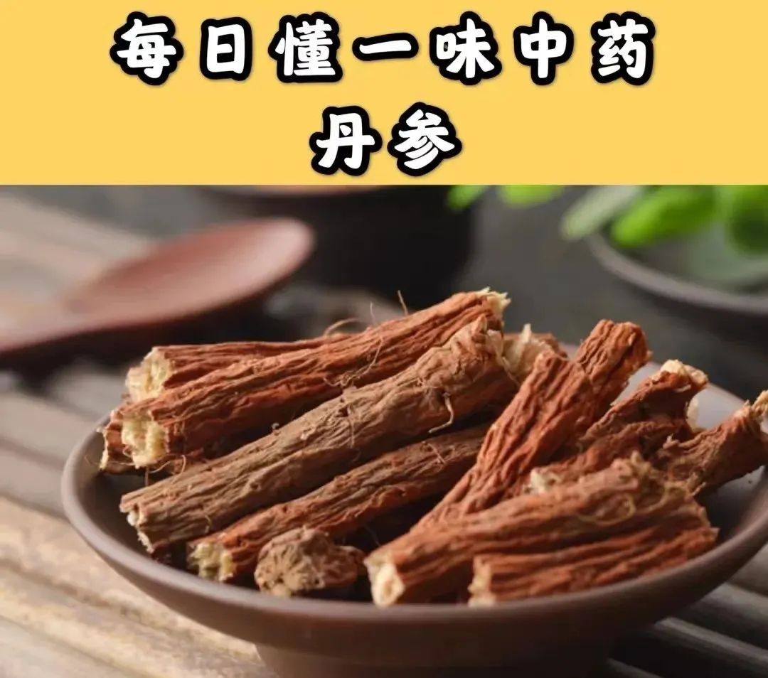 Dan Shen: A Valuable Herb for Heart Disease, Thrombosis Prevention, and Trauma Recovery
